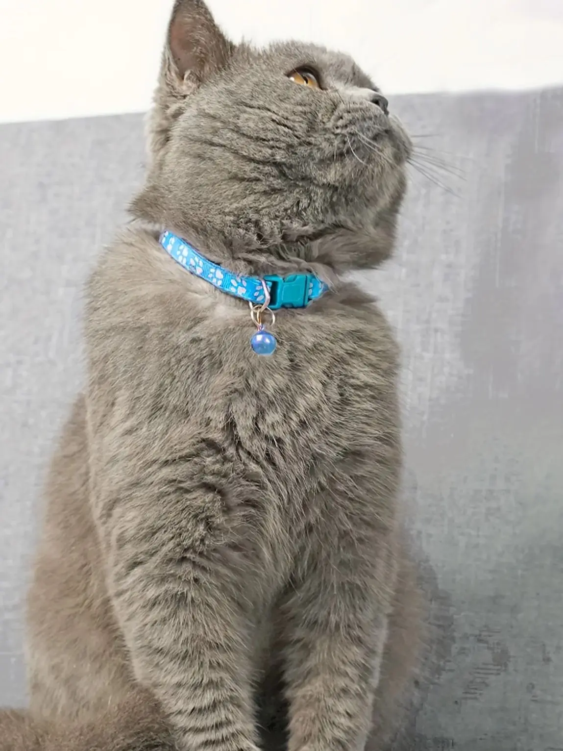 Collar de campana ajustable para gatos y gatitos, accesorios para mascotas, patrón colorido, a la moda